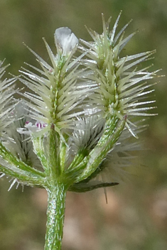 Southern Hedge-parsley