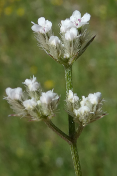 Southern Hedge-parsley