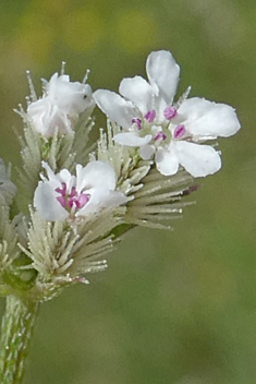 Southern Hedge-parsley