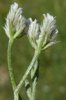 Southern Hedge-parsley