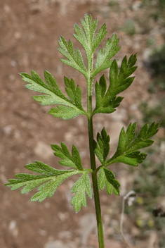 Southern Hedge-parsley