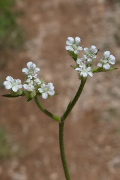 Southern Hedge-parsley