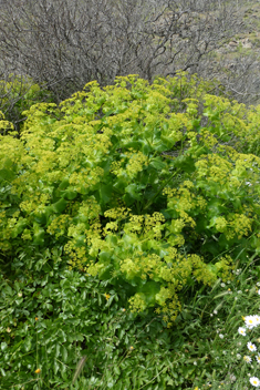 Aegean Alexanders