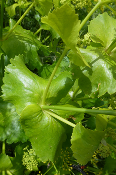 Aegean Alexanders