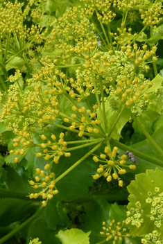 Aegean Alexanders