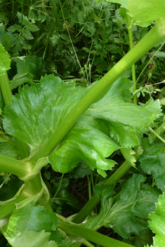 Aegean Alexanders