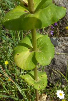 Perfoliate Alexanders