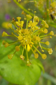 Perfoliate Alexanders