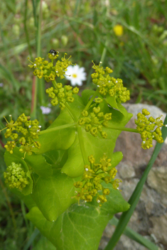 Perfoliate Alexanders