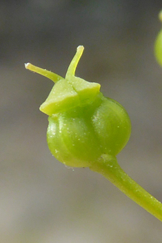 Perfoliate Alexanders