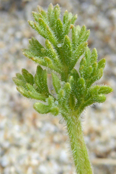 Dwarf Carrot