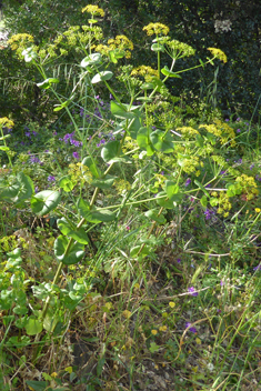 Perfoliate Alexanders