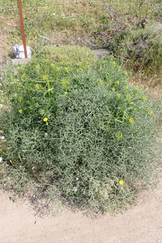 Cachrys cristata