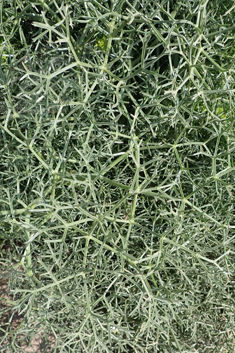 Cachrys cristata