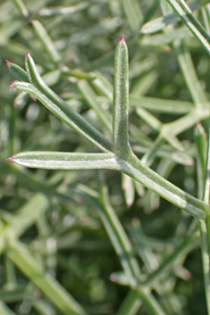 Cachrys cristata