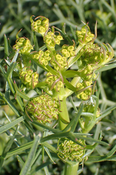 Cachrys cristata