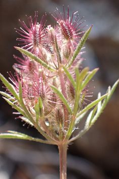 Involucrate Carrot