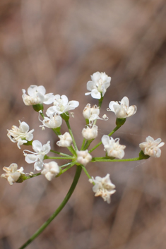 Scaligeria napiformis