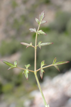 Scaligeria napiformis