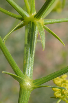 Cachrys cristata