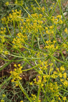Cachrys cristata