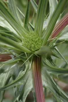 Cretan Eryngo