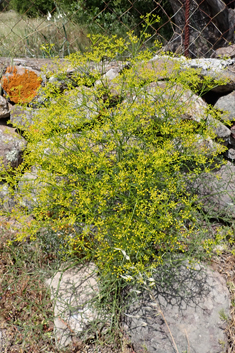 Cachrys cristata