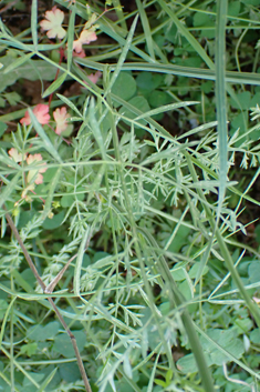 Narrow-leaved Water-dropwort