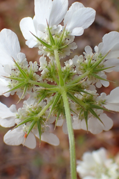 Aegean Hartwort