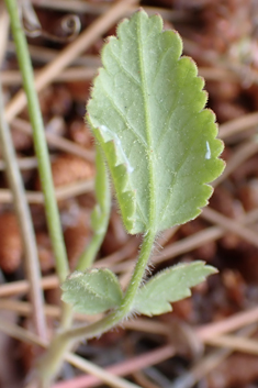Aegean Hartwort