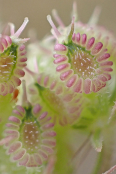 Aegean Hartwort