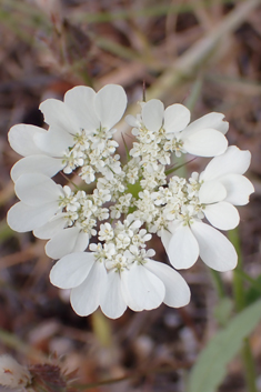 Aegean Hartwort