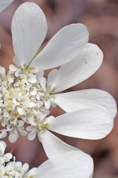 Aegean Hartwort