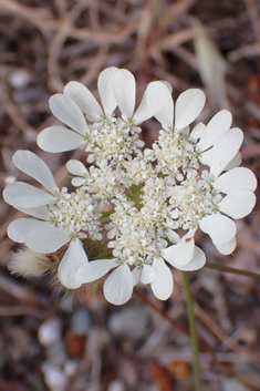 Aegean Hartwort