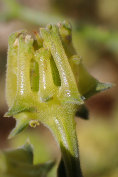 Sibthorp's Prickly-samphire