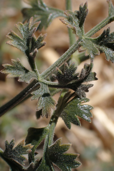 Sibthorp's Prickly-samphire