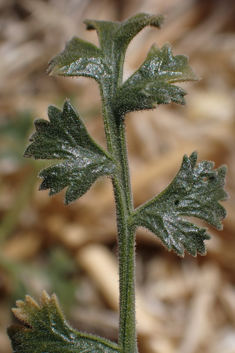 Sibthorp's Prickly-samphire