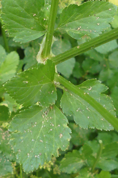Common Alexanders