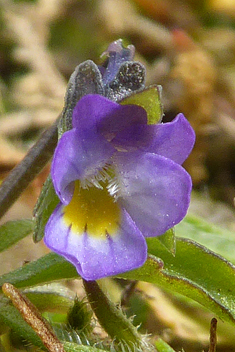 Dwarf Pansy