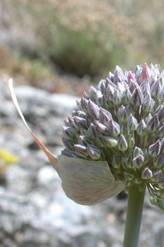 Wild Leek