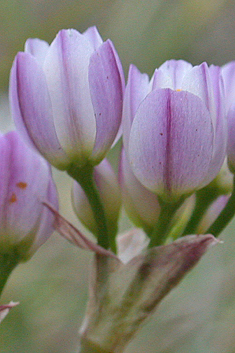 Allium circinnatum