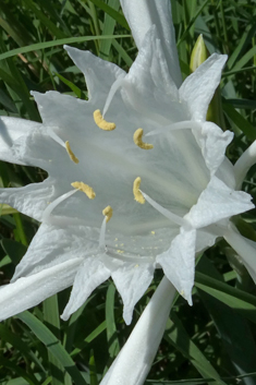 Sea Daffodil