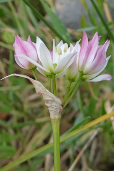 Three-leaved Garlic