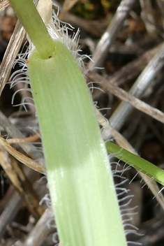 Three-leaved Garlic