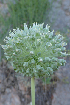 Wild Leek