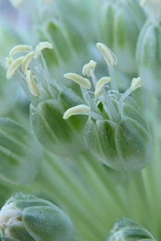 Wild Leek