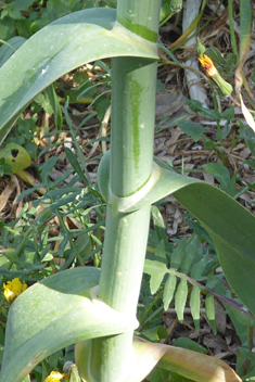 Wild Leek