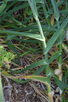 Wild Leek