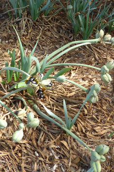 Sea Daffodil