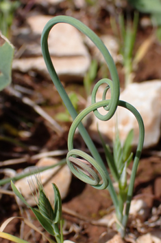 Allium gomphrenoides